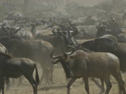 Seronera_and_Lobo2003-010